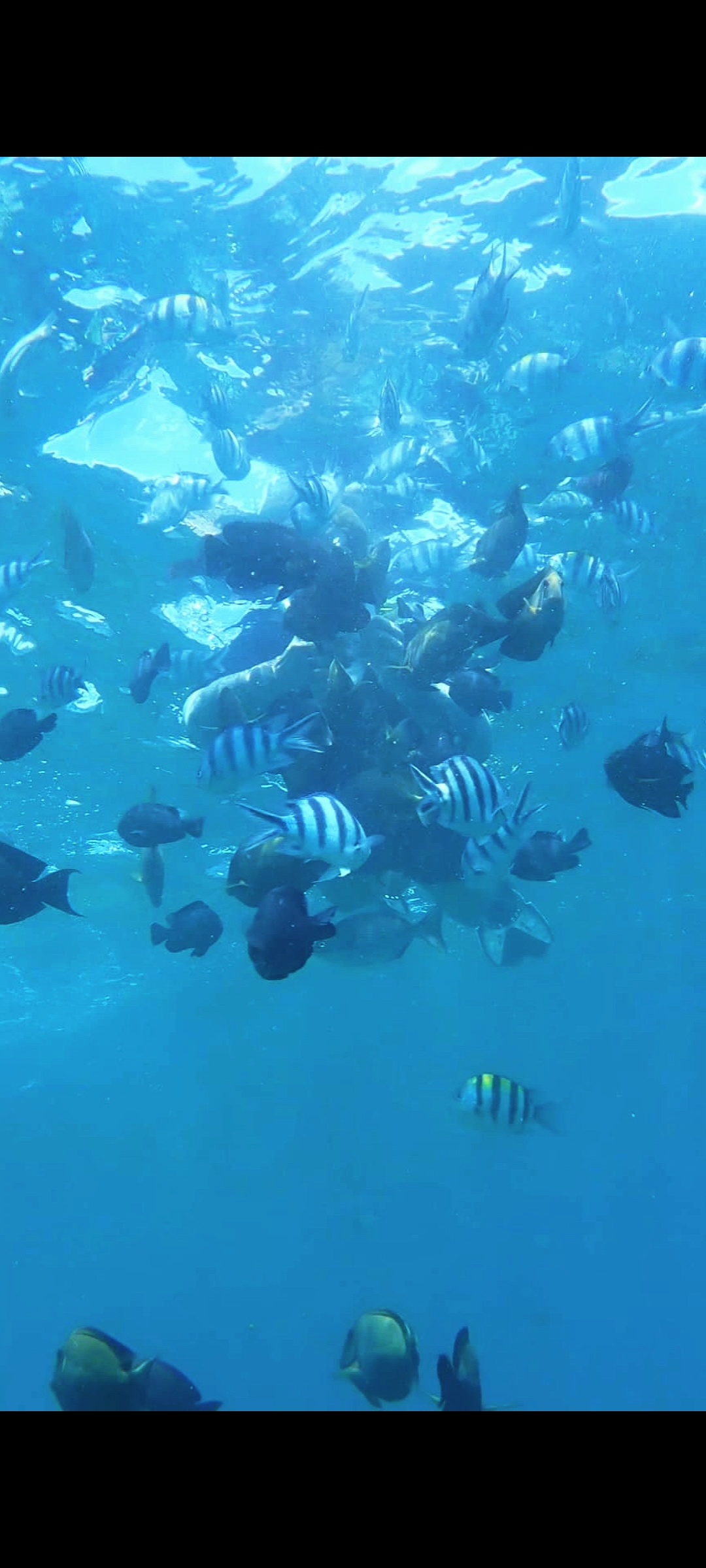 Blue Lagoon Snorkeling & East Coast